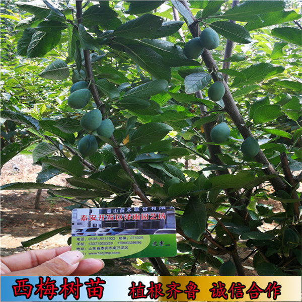 卯爺西梅樹樹苗怎么種植、南充基地