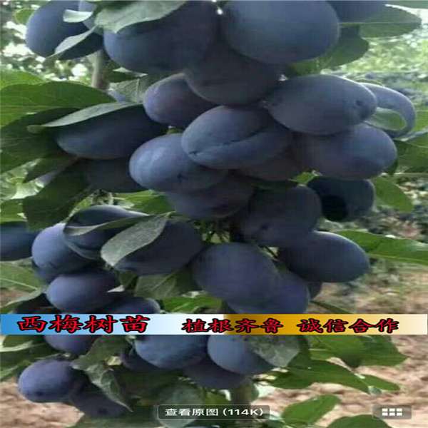 卯爺西梅樹(shù)樹(shù)苗報(bào)價(jià)、山東高產(chǎn)品種