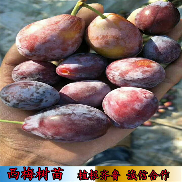 卯爺西梅樹樹苗便宜培育基地、廣東適合種植