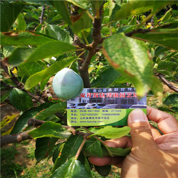 紅喜梅西西梅樹苗基地新報價（江蘇）