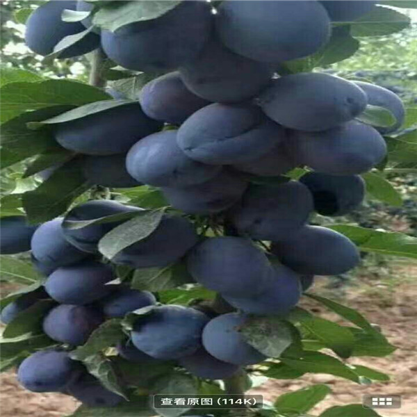 來(lái)客西梅樹苗好成活嗎（上海）