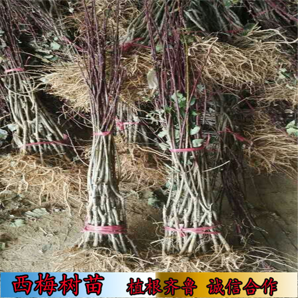 卯爺西梅樹樹苗好管理（西藏）