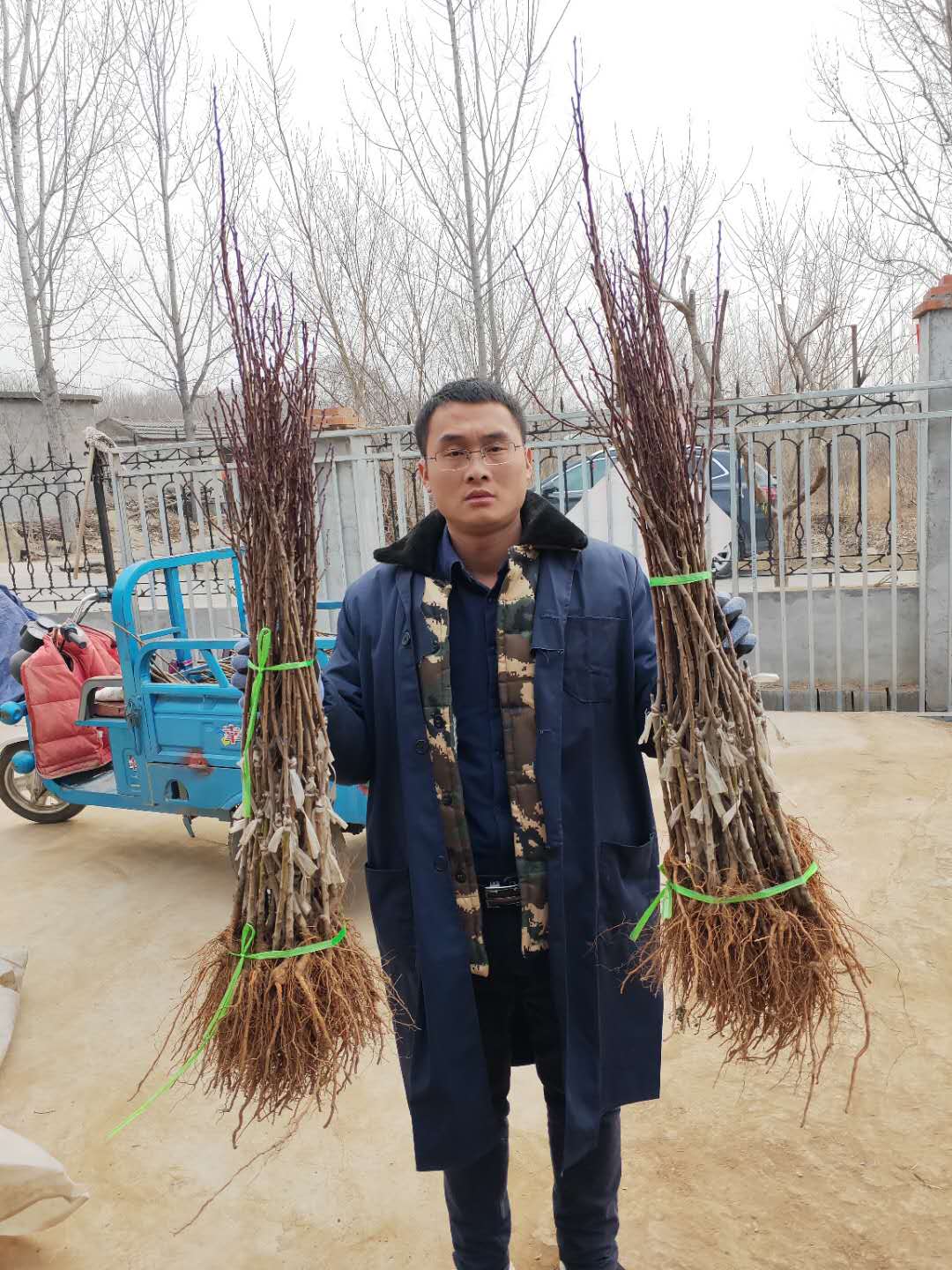 藍蜜西梅樹苗的特性、北京高產(chǎn)品種