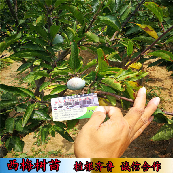 理查德早生西梅苗的，理查德早生西梅苗管理