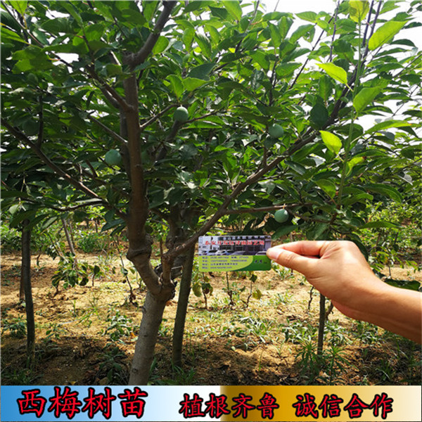 理查德早生西梅樹苗的特性（湖北）