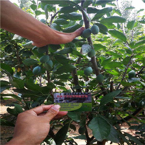 便宜苗純的藍(lán)蜜西梅苗