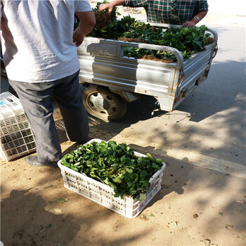 基質(zhì)苗妙香7號(hào)草莓苗,妙香7號(hào)草莓苗主要產(chǎn)地