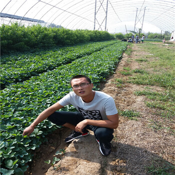 脫毒的奶油草莓苗,奶油草莓苗哪里賣的便宜
