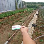京郊小白草莓苗怎么种植、便宜京郊小白草莓苗苗圃图片2