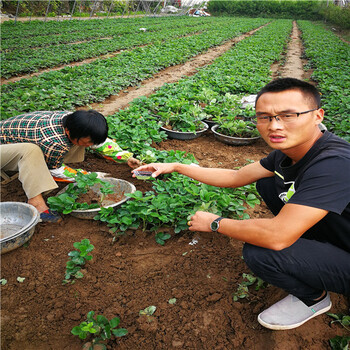 湖南省2020年春季京郊小白草莓苗零售