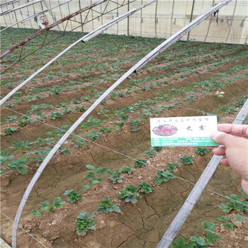 甘肃省2019年秋季甜宝草莓苗今年价格