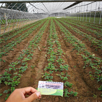 咖啡草莓苗适合种植、咖啡草莓苗结果多好管理