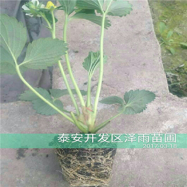 妙香7号草莓苗,杠三草莓苗带土发货