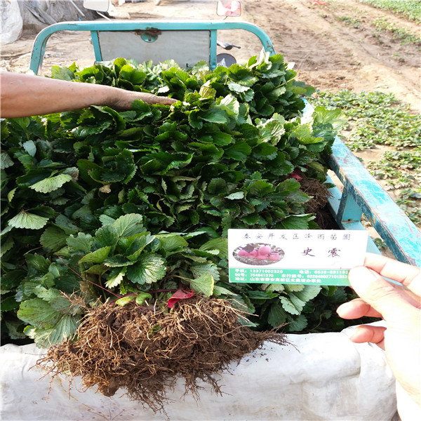 奶油草莓苗,白雪公主草莓苗销售中心