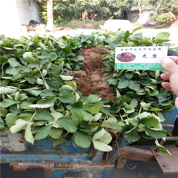 京郊小白草莓苗一棵多少钱、的京郊小白草莓苗