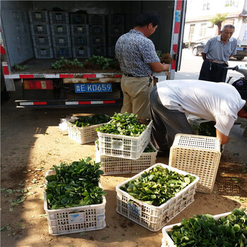 牛奶草莓苗适合种植、牛奶草莓苗结果多好管理