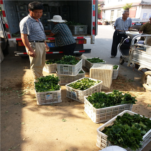 宁玉草莓苗北京价格表