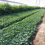 白雪公主草莓苗丰产种植、白雪公主草莓苗精选苗图片0