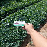 白雪公主草莓苗丰产种植、白雪公主草莓苗精选苗图片2