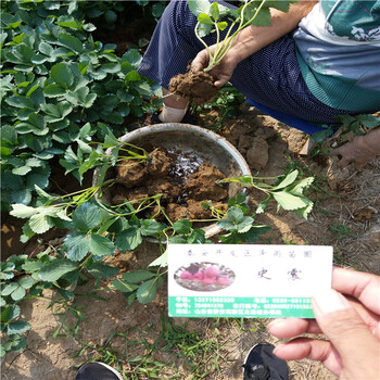 牛奶草莓苗便宜出售、牛奶草莓苗