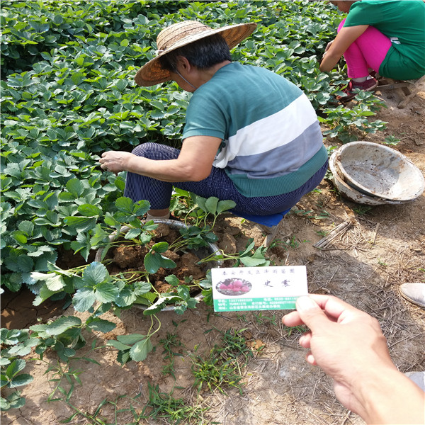 久香草莓苗主产区、久香草莓苗品种基地