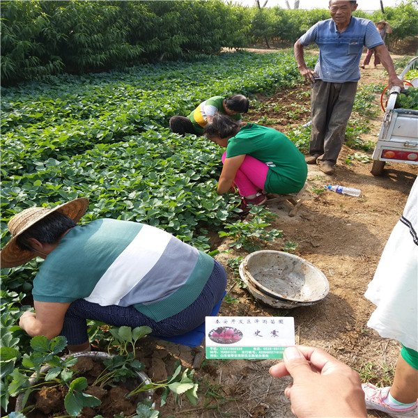 甜查理草莓苗种植地区、甜查理草莓苗欢迎采购