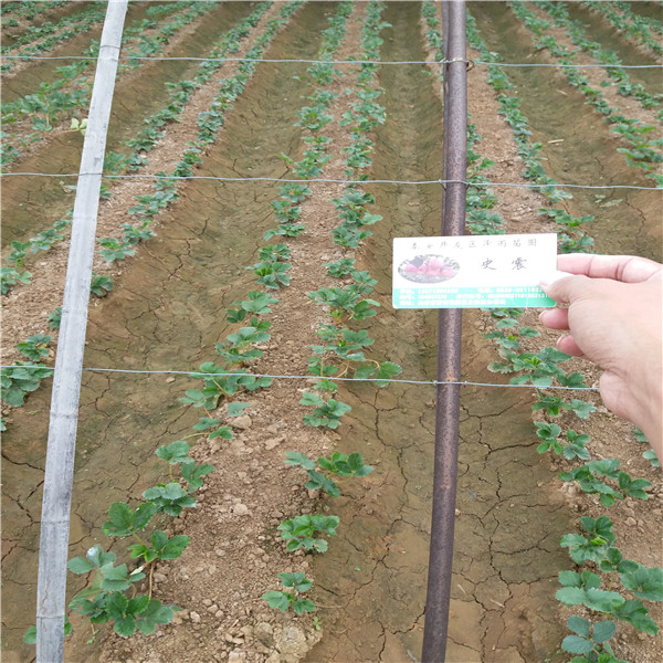 种植技术香野草莓苗\2019年秋季香野草莓苗哪里有出售的