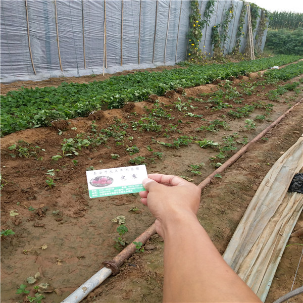 202草莓苗农民自营、202草莓苗主要培育基地