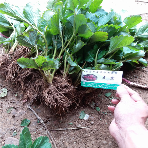 种植技术香野草莓苗\2019年秋季香野草莓苗哪里有出售的