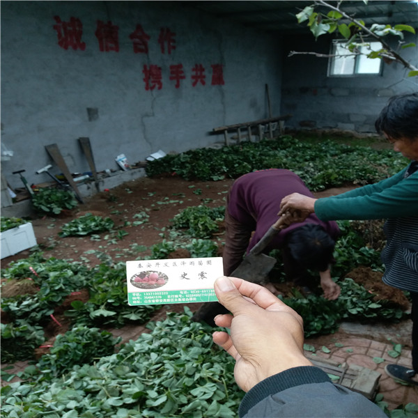 銷售咖啡草莓苗、云南省咖啡草莓苗