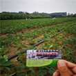 京郊小白草莓苗陜西便宜培育基地