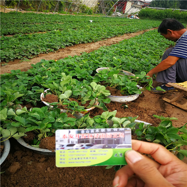 隋珠草莓苗零售、销售隋珠草莓苗种植技术