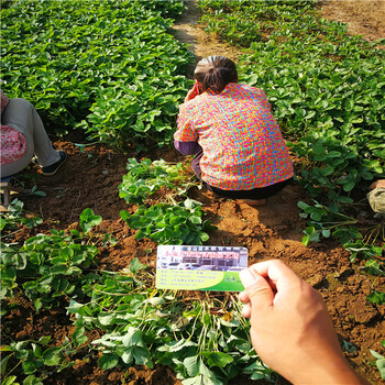 丹莓一号草莓苗广东便宜培育基地