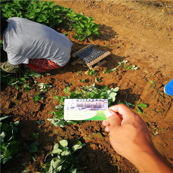 宁玉草莓苗怎么分辨、便宜苗纯的宁玉草莓苗