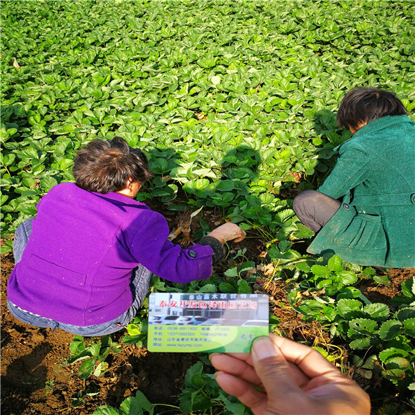 法兰地草莓苗哪里卖的便宜、法兰地草莓苗行业