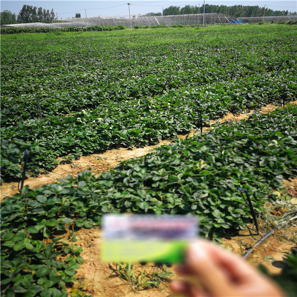 白雪公主草莓苗便宜苗圃，白雪公主草莓苗主要产地