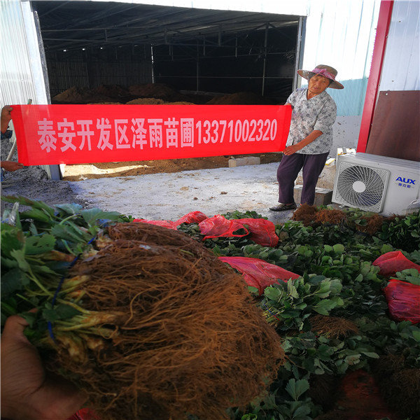 红玉草莓苗北京价格表
