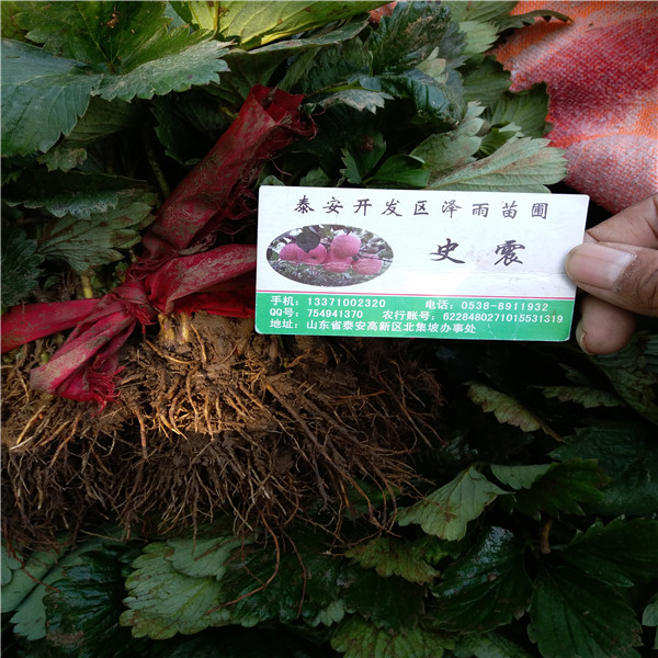 红颊草莓苗哪里有培育、红颊草莓苗管理与用药