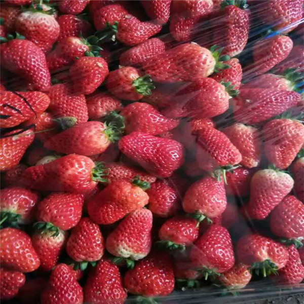 圣诞红草莓苗怎么分辨、便宜苗纯的圣诞红草莓苗