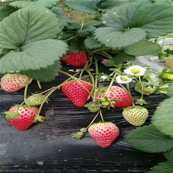 章姬草莓苗2019年便宜价格，穴盘章姬草莓苗