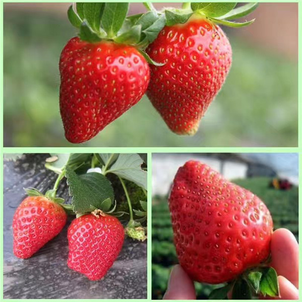 华艳草莓苗主产区、华艳草莓苗结果多 好管理