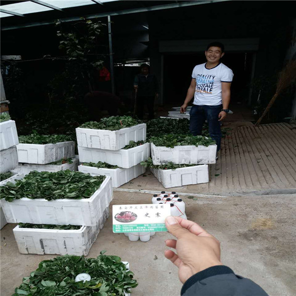 越心草莓苗上海今年报价