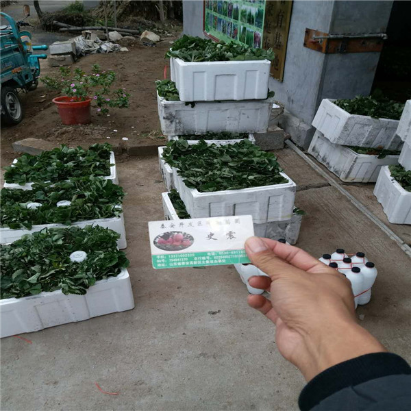 京郊小白草莓苗一棵多少钱、的京郊小白草莓苗