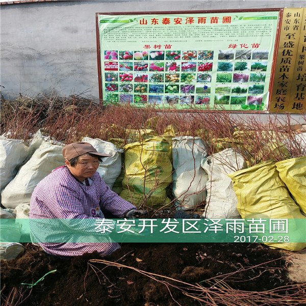 批发基地有追雪蓝莓苗推荐基地、追雪蓝莓苗矮化嫁接优点