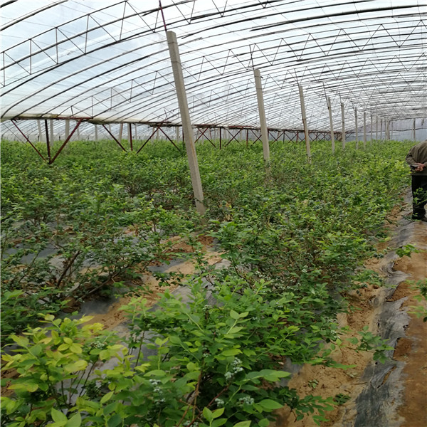基地销售薄雾蓝莓苗真报价、薄雾蓝莓苗栽植要求