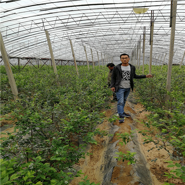 贵州（蓄冷量低蓝莓苗品种）一棵多少钱