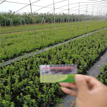基地有种植莱克西蓝莓苗种植示范中心、莱克西蓝莓苗培养技术