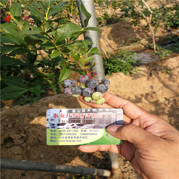 购买基地有绿宝石蓝莓苗销售苗圃、绿宝石蓝莓苗服务