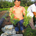 批发基地有绿宝石蓝莓苗收益高、绿宝石蓝莓苗送种植光盘图片5