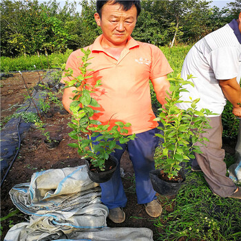 比洛克西蓝莓苗大量销售，江苏